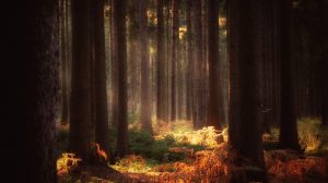 forest-1764068_960_720-tale-pixaby