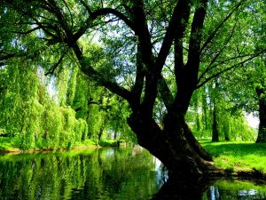 willow-1516877_960_720-pixabay