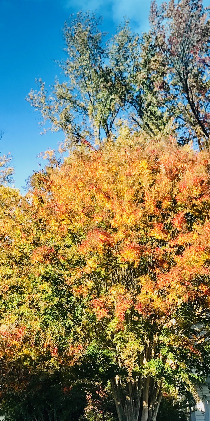 Picture of tree in its fall spendor